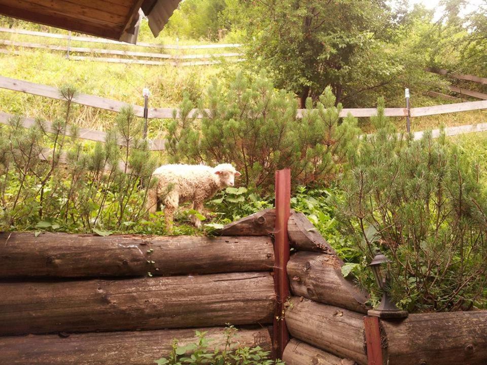 Domek Pod Zielonym Lasem Zakopane Eksteriør bilde